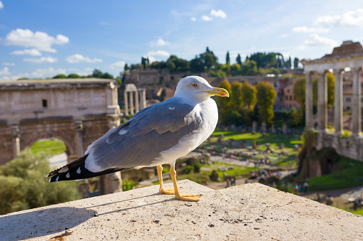 A seagull with the ruins of Forum Roman at the backdrop on a sunny day.