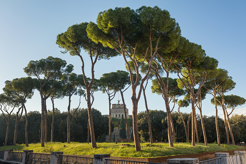 Evergreen high stone pine under sunny cloudless sky, Rome, Italy.