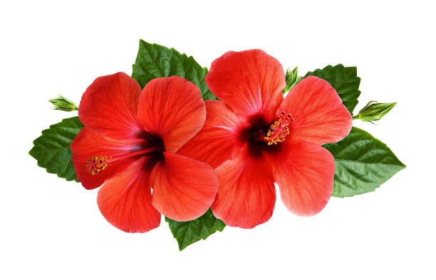 istock Hibiscus flowers in tropical arrangement 1130665516