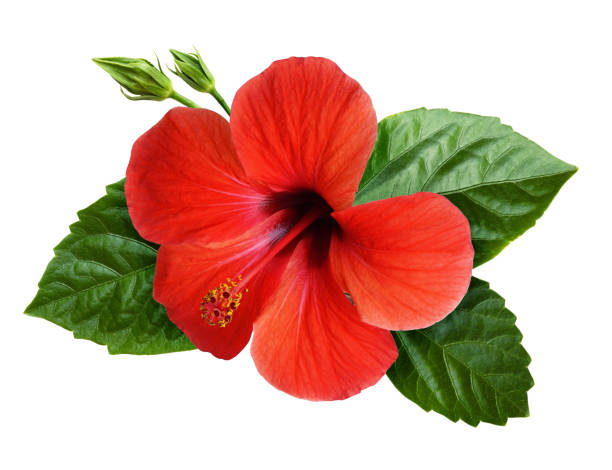 istock Hibiscus flower in tropical arrangement 1130665538