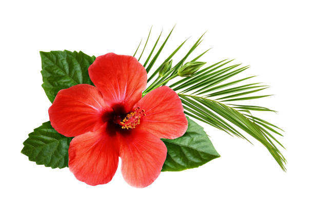 flor de hibisco com folha de palmeira em floral tropical composição - tropical blossom - fotografias e filmes do acervo