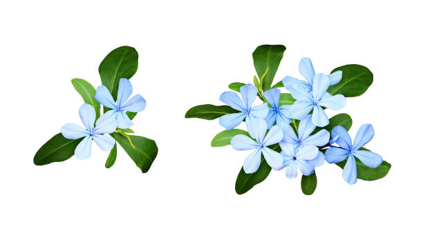 Set of composition with plumbago flowers and leaves Set of composition with plumbago flowers and leaves isolated on white headland photos stock pictures, royalty-free photos & images