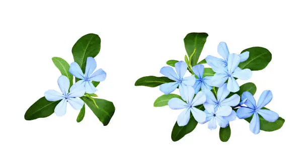 Set of composition with plumbago flowers and leaves isolated on white