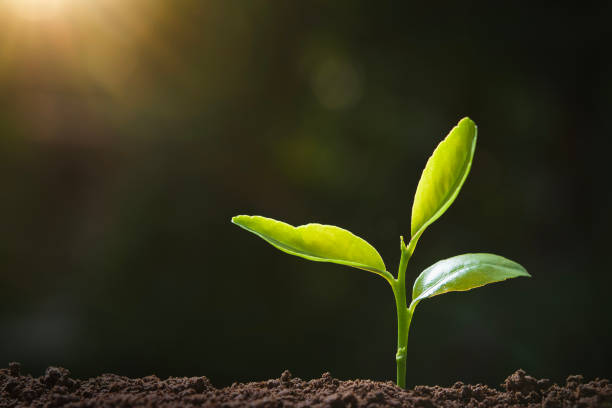 istock green plant growing in nature with sunlight 1130666666