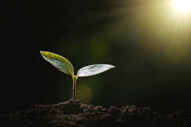 istock small tree growing in garden and sunlight. eco concept 1130666668