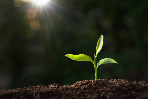 istock green plant growing in nature with sunlight 1130666669
