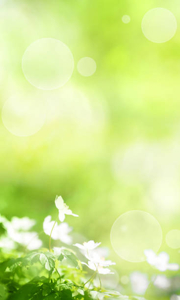 fondo de primavera verde soleado - nature selective focus green vertical fotografías e imágenes de stock