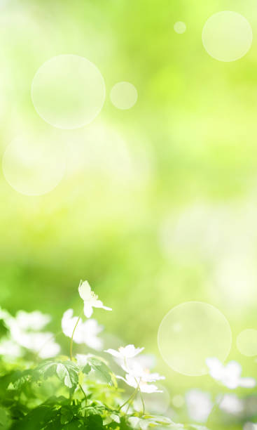 sfondo primaverile verde soleggiato - composizione verticale immagine foto e immagini stock