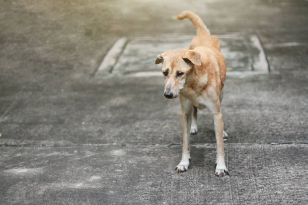 istock Cute brown old dog walking on concrete road 1130672200