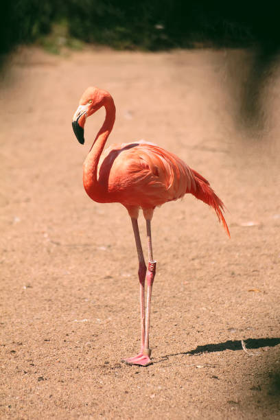 leafes の後ろの雄大な flaminco - flamingo bird isolated animal leg ストックフォトと画像