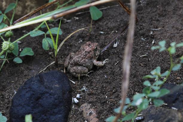 istock Brown frog (perhabs Phrynobatrachus natalensis) in Ethiopia. 1130677798
