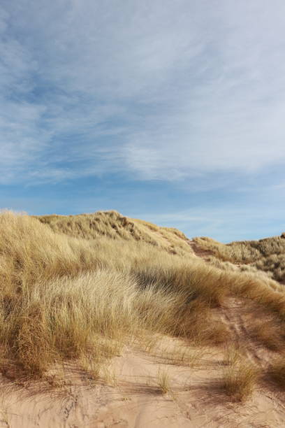 istock Close up of Marram grass on dunes 1130678635