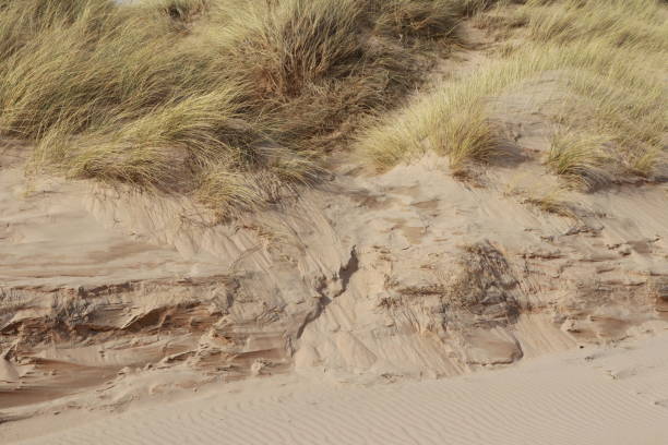istock Close up of Marram grass and textured effect on sand dunes 1130678685