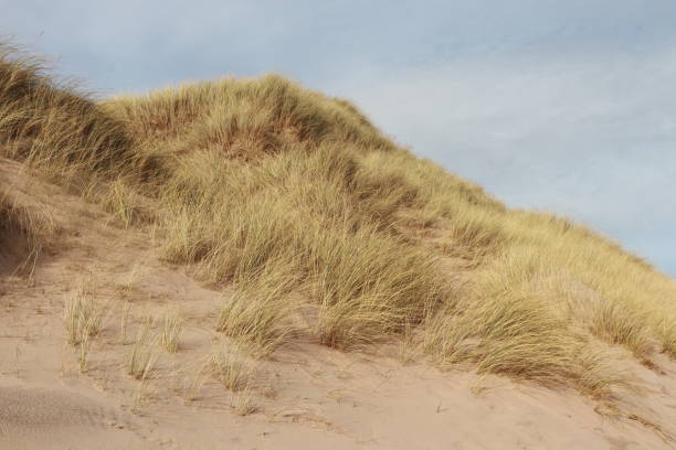 istock Close up of Marram grass and textured effect on sand dunes 1130678726