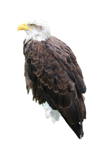 istock American bald eagle, Haliaeetus leucocephalus, isolated on white background 1130678883