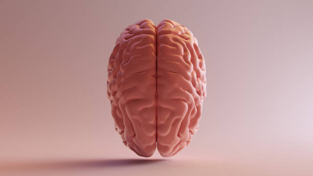 istock Pink Porcelain Anatomical Brain Top 1130679644