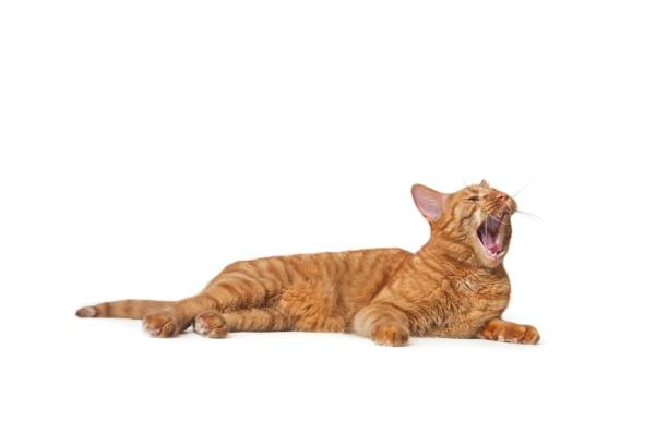 istock Ginger cat lying down and yawning. Isolated on white background. 1130681582