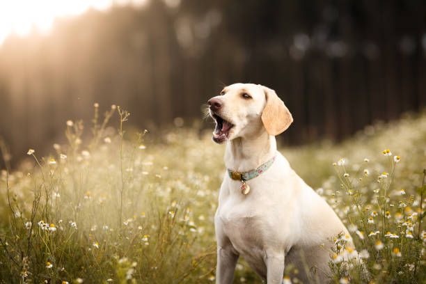 Mutt dog in the fields.