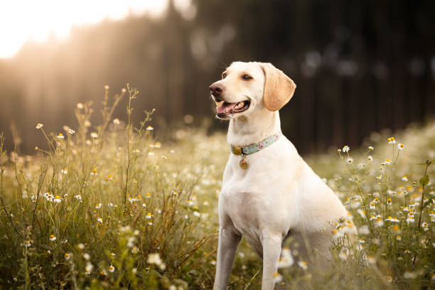 chien de mutt souriant dans les champs - retriever du labrador photos et images de collection