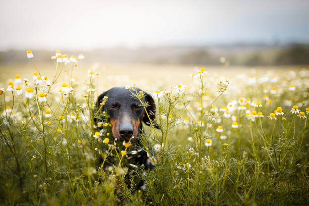 花の中で走る小さな犬 - chamomile flower field chamomile plant ストックフォトと画像