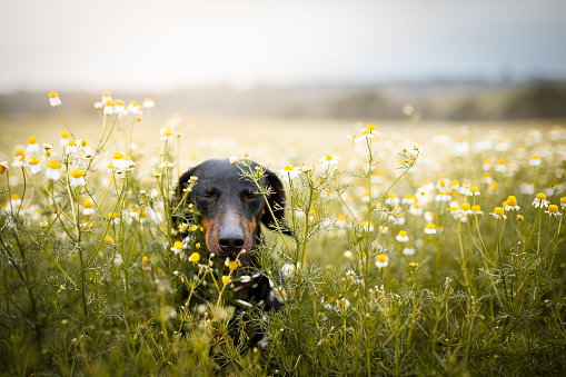 Little dog running among the flowers.