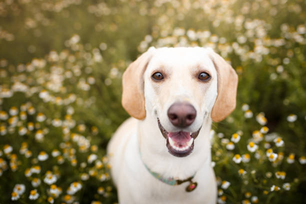 dog in a field os flowers - mixed breed dog fotos imagens e fotografias de stock