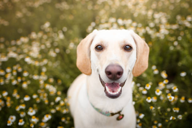 собака в поле os цветы - field dog retriever green стоковые фото и изображения