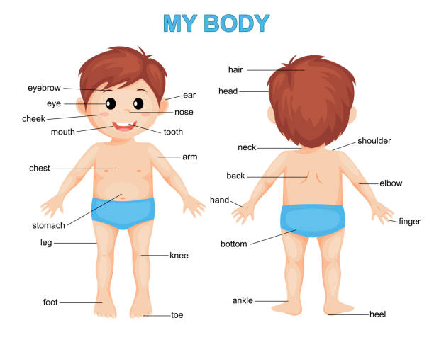 My body. Cute cartoon boy. Body parts poster vector illustration kid body parts stock illustrations