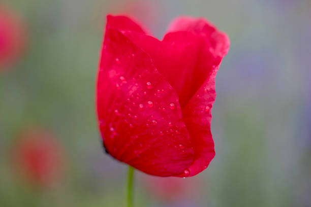 rain drops on the poppy flower