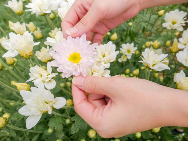 istock holding a beautiful white Chrysanthemum flower in both hands with garden view background 1130684591