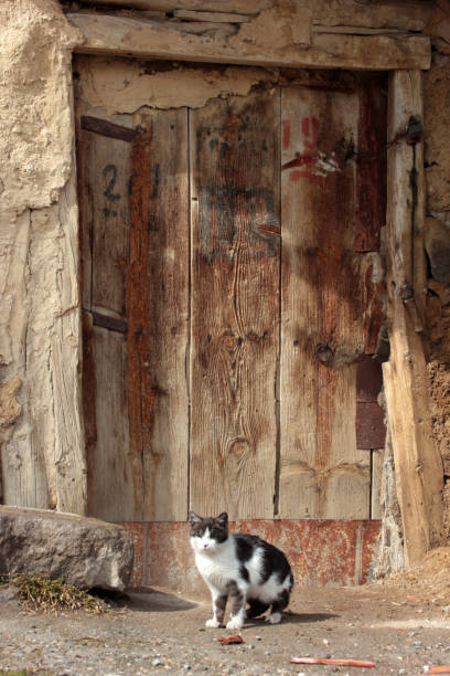old, wooden door and cat in front