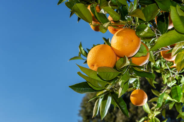 istock Close-up of oranges on the tree. 1130686272