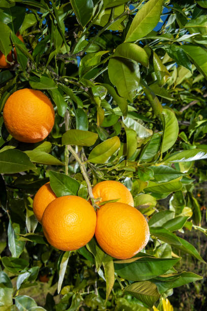 istock Close-up of oranges on the tree. 1130686273
