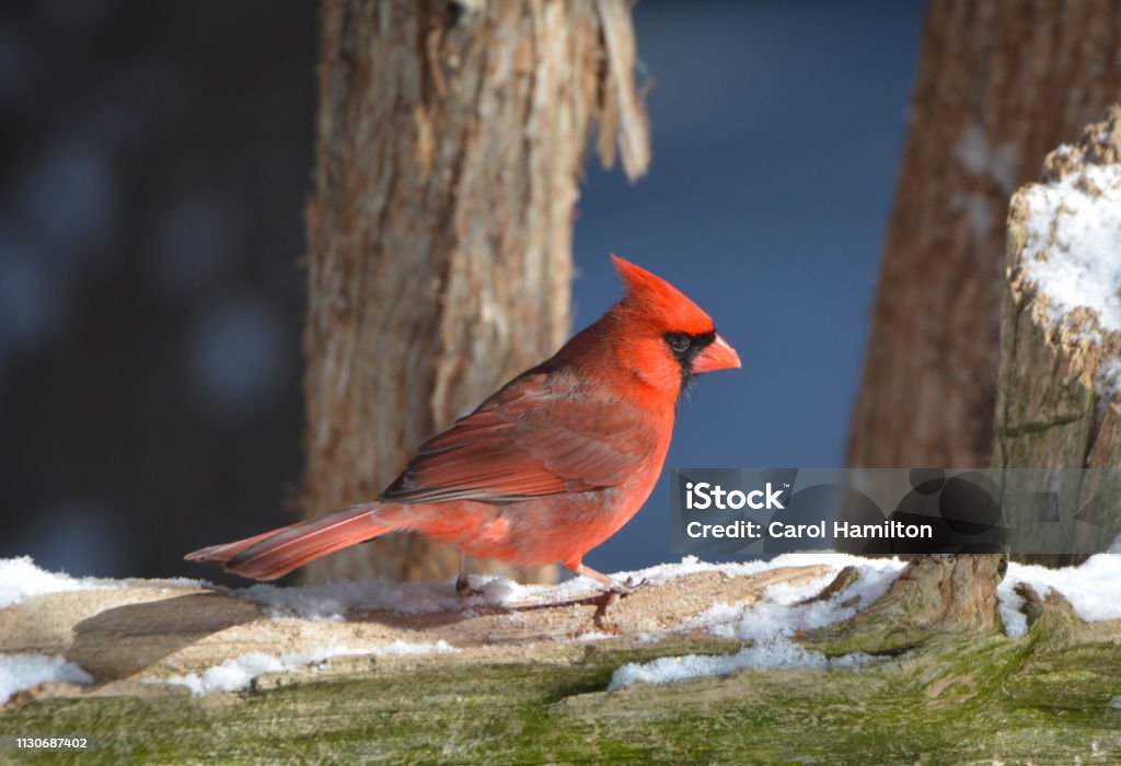 Northern Cardinal Close up of a male Northern Cardinal sitting on a moss covered log with a fresh dusting of snow Animal Stock Photo