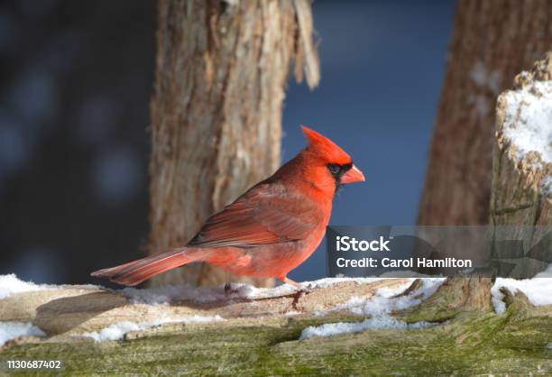 Northern Cardinal Stock Photo - Download Image Now - Animal, Animal Body Part, Animal Wildlife