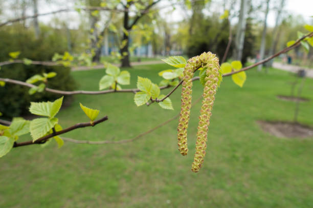 istock Pair of catkins on branch of silver birch in spring 1130687476