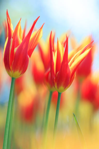 istock Colorful tulips of Netherlands 1130688719
