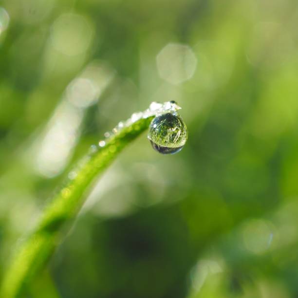 istock drops on the green leaves 1130689069