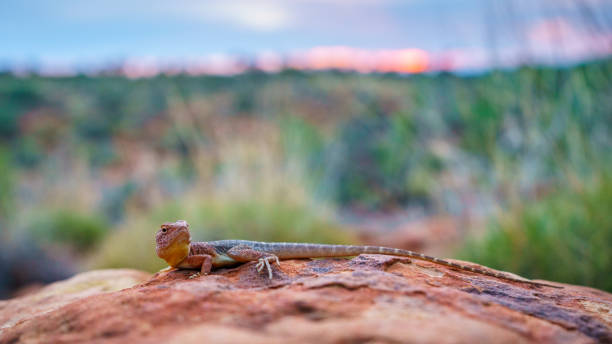 lézard dans le coucher du soleil des rois canyon, territoire du nord, australie 11 - australia nature kings canyon northern territory photos et images de collection