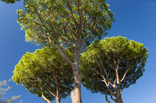 Green tops of three Italian stone pines unedr blue sky.