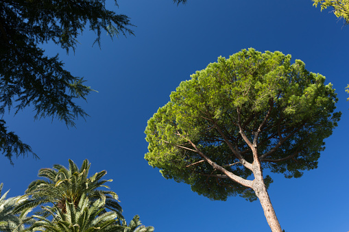 Green crown of a stone pine with the dark blue sky as the backdrop.