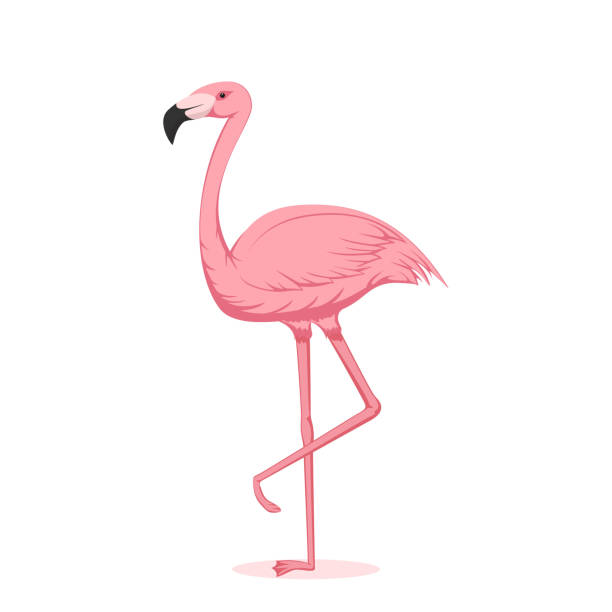 illustrations, cliparts, dessins animés et icônes de flamant rose - flamingo bird isolated animal leg