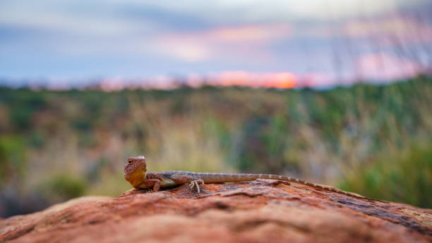 eidechse im sonnenuntergang der könige canyon, nördliches gebiet, australien 9 - watarrka national park stock-fotos und bilder