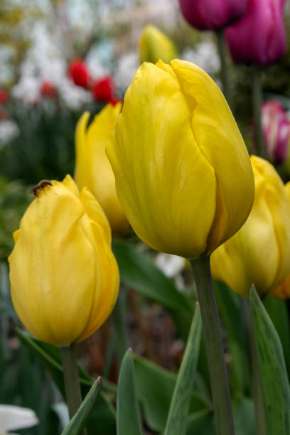 istock Yellow tulips growing on a field. 1130691463