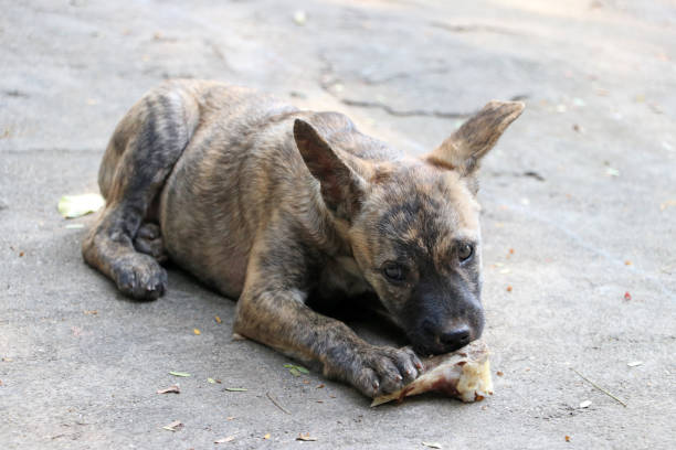 istock Puppy gnawing bones on the concrete floor. 1130691999