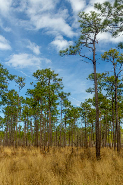istock Towering Pine Trees in a Grassland Savanna 1130694999