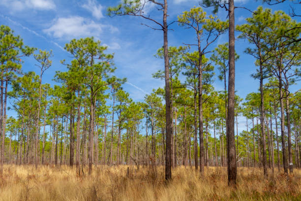 istock Towering Pine Trees in a Grassland Savanna 1130695016