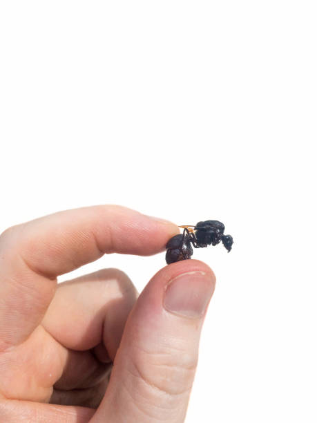 istock Hand Holding A Salted Edible Ant (Mamacos) In Peru 1130696045