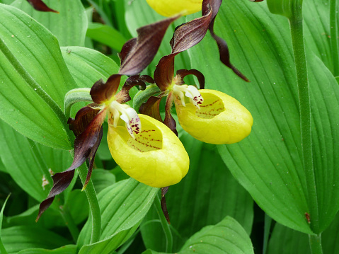 A pair of Lady's Slipper (Cypripedium calceolus) in the protected nature area, Schaffhausen, Switzerland