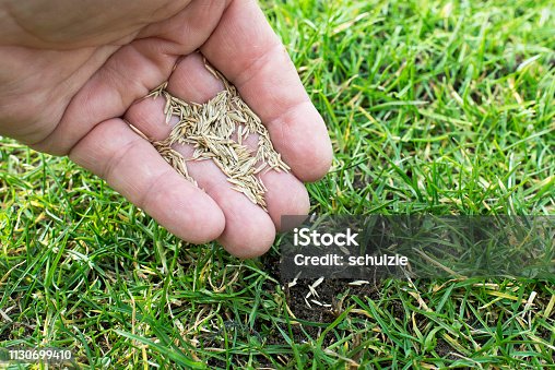 istock Grass seeds 1130699410